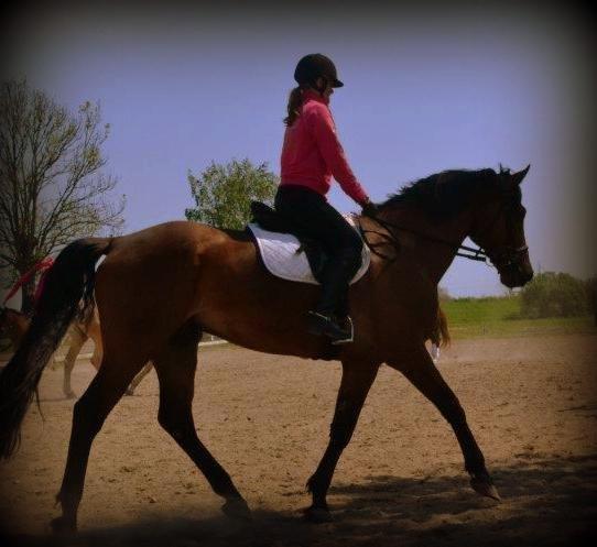 Dansk Varmblod Railo - ”Når en dør lukkes åbnes en anden. Men vi har ofte så travlt med at ærgre os over den lukkede dør, at vi end ikke ænser den åbne.” billede 8
