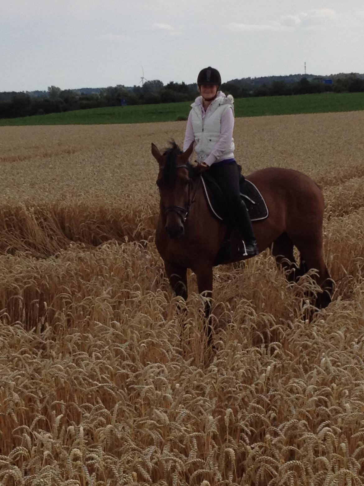 Dansk Varmblod Railo - ”Det er skønhed, som fanger din opmærksomhed, men personlighed som vinder dit hjerte.” Elsker dig skat :* billede 10