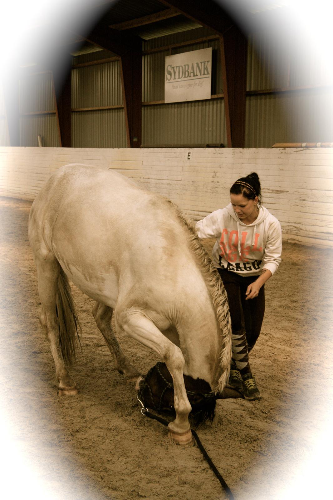 Pinto Mr. Hilton Aquador The lll - min smukke, cirkus hest :)<3 billede 16