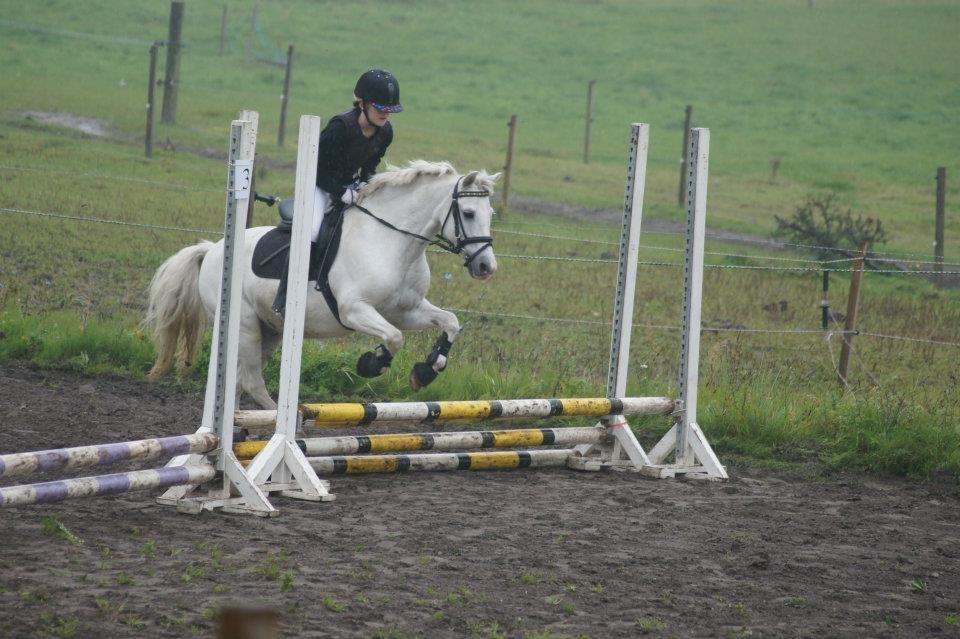 Welsh Pony (sec B) Apollon - polle <3 *SAVNES* - Polle og Pernille til stævne.
Udendørs på kildkjær <3
40 cm :-) billede 15