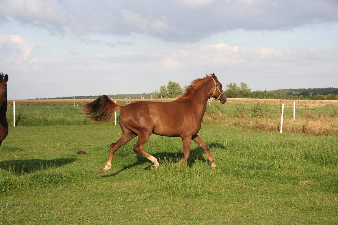 Dansk Varmblod Skovbo`s Romina billede 1