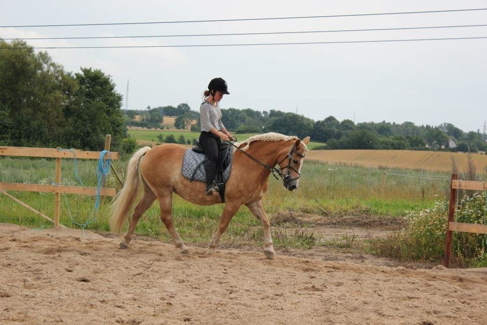 Haflinger Hermeline billede 1