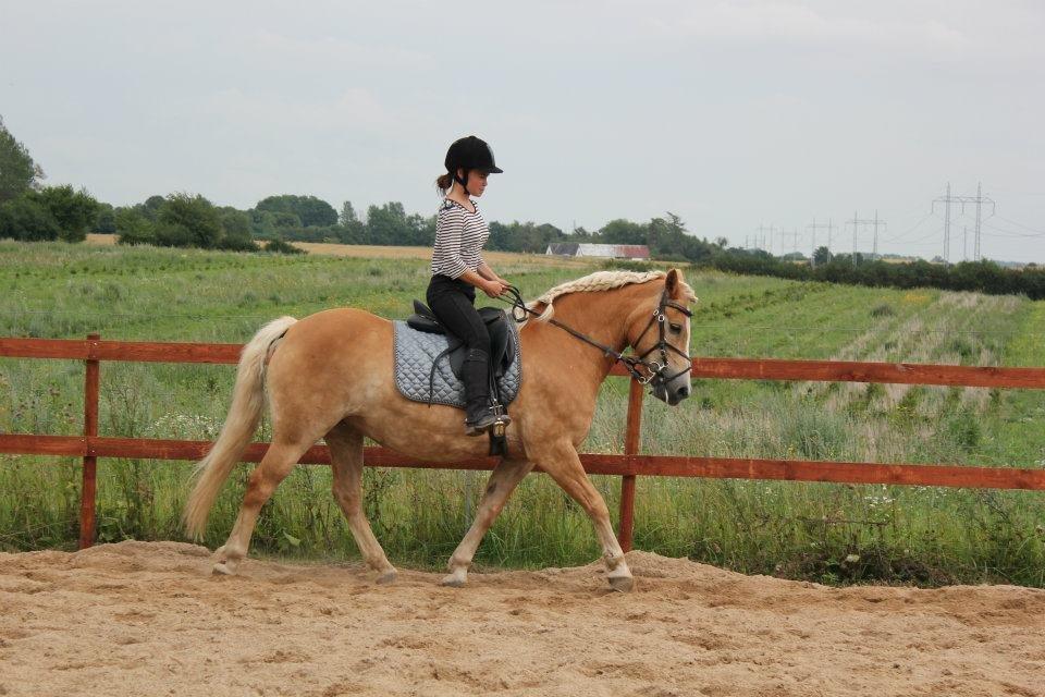 Haflinger Hermeline billede 2