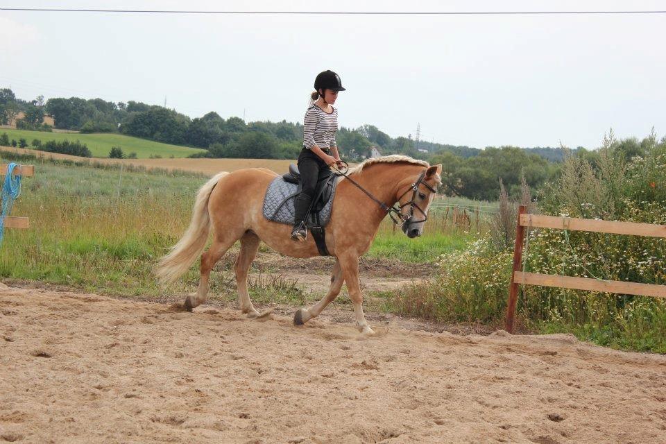 Haflinger Hermeline billede 3