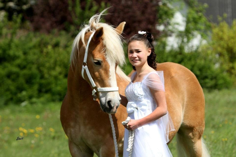 Haflinger Hermeline billede 4