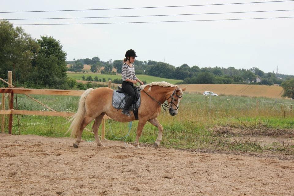 Haflinger Hermeline billede 5