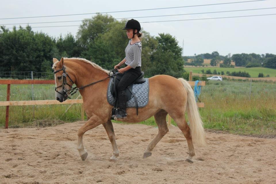 Haflinger Hermeline billede 6