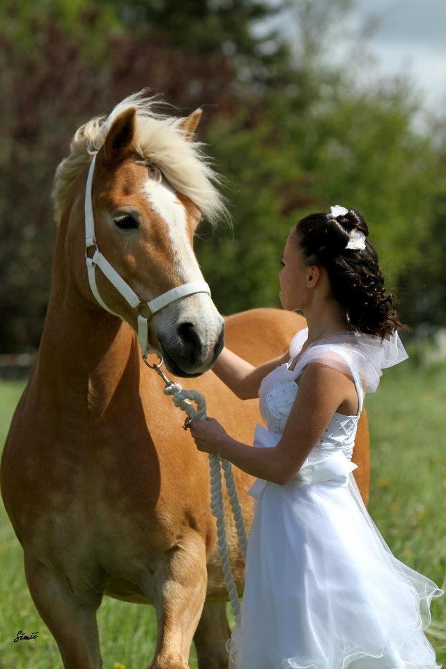 Haflinger Hermeline billede 7