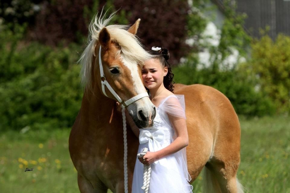 Haflinger Hermeline billede 8