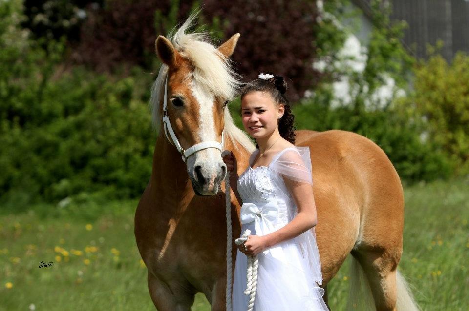 Haflinger Hermeline billede 9