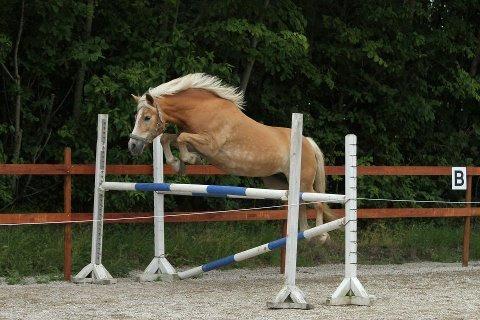 Haflinger Hermeline billede 10