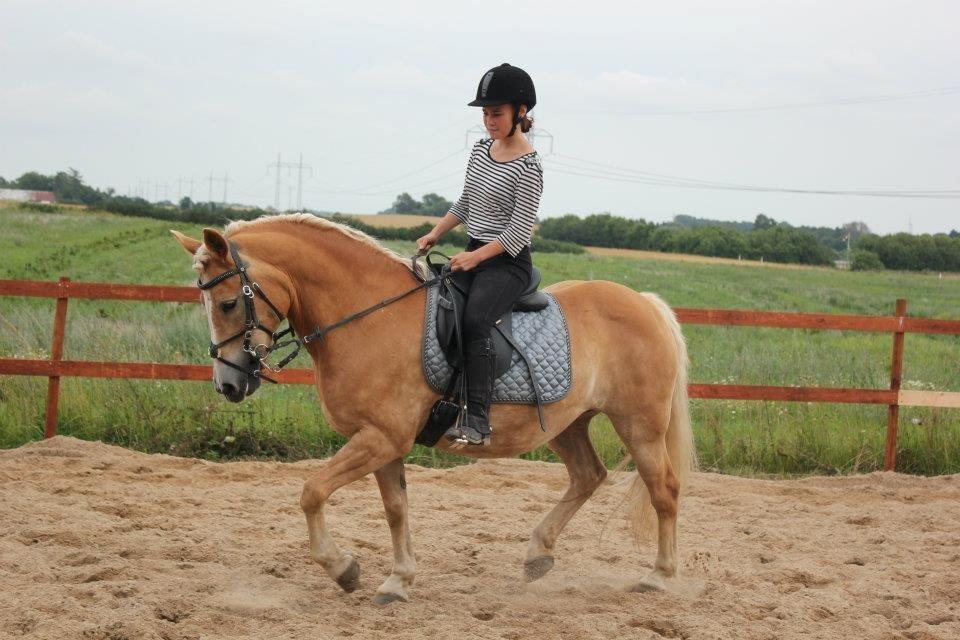 Haflinger Hermeline billede 11