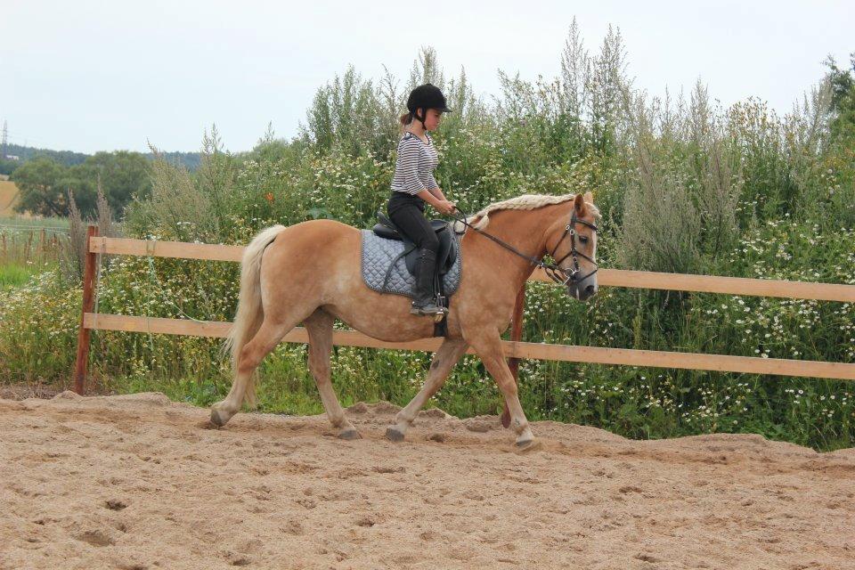 Haflinger Hermeline billede 12