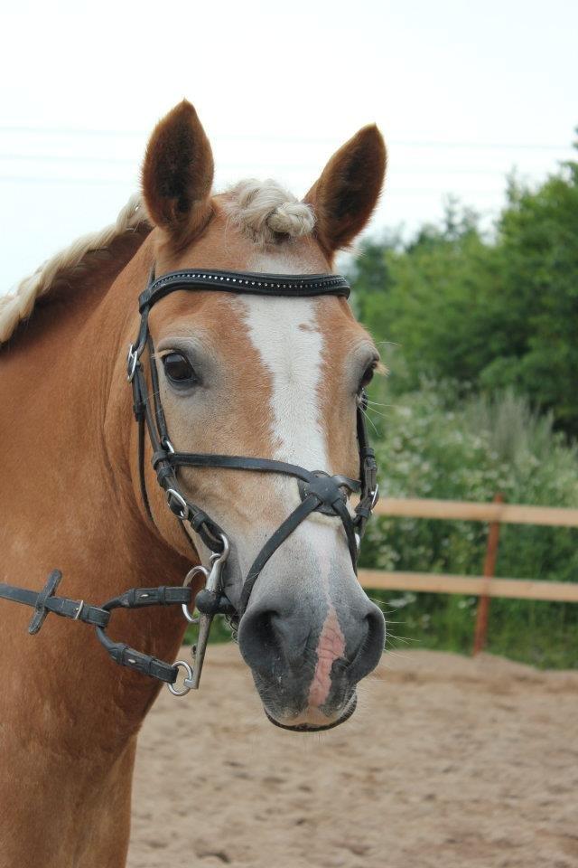 Haflinger Hermeline billede 13