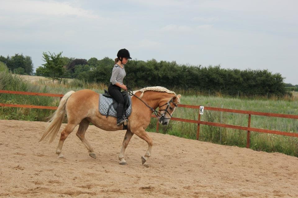 Haflinger Hermeline billede 15