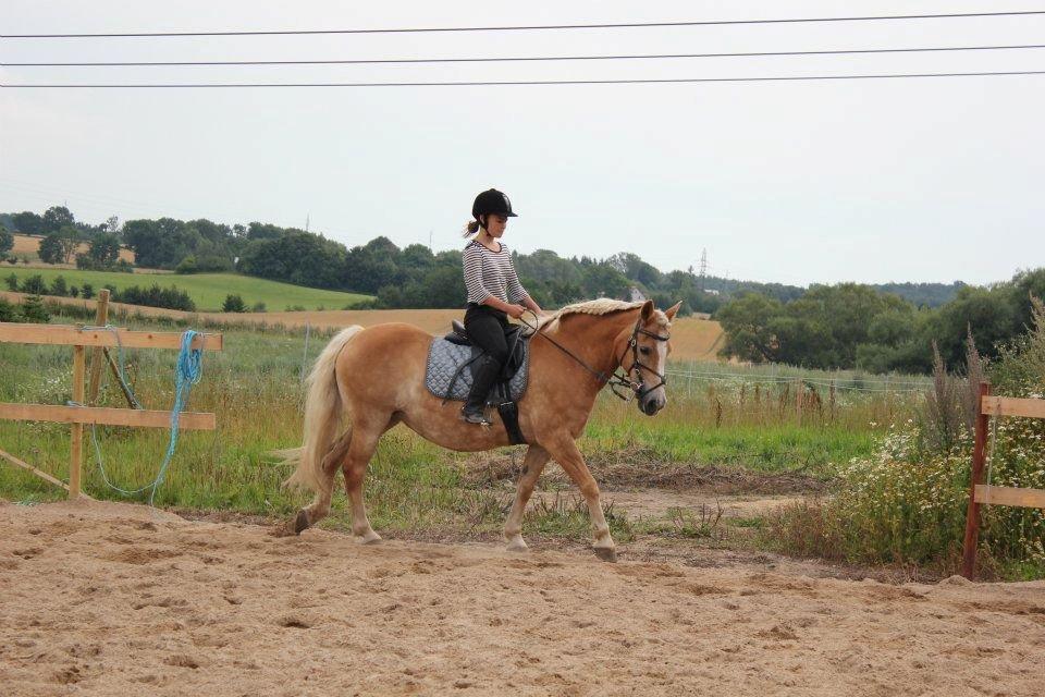 Haflinger Hermeline billede 16