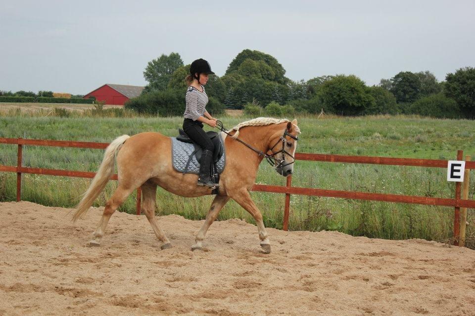 Haflinger Hermeline billede 18