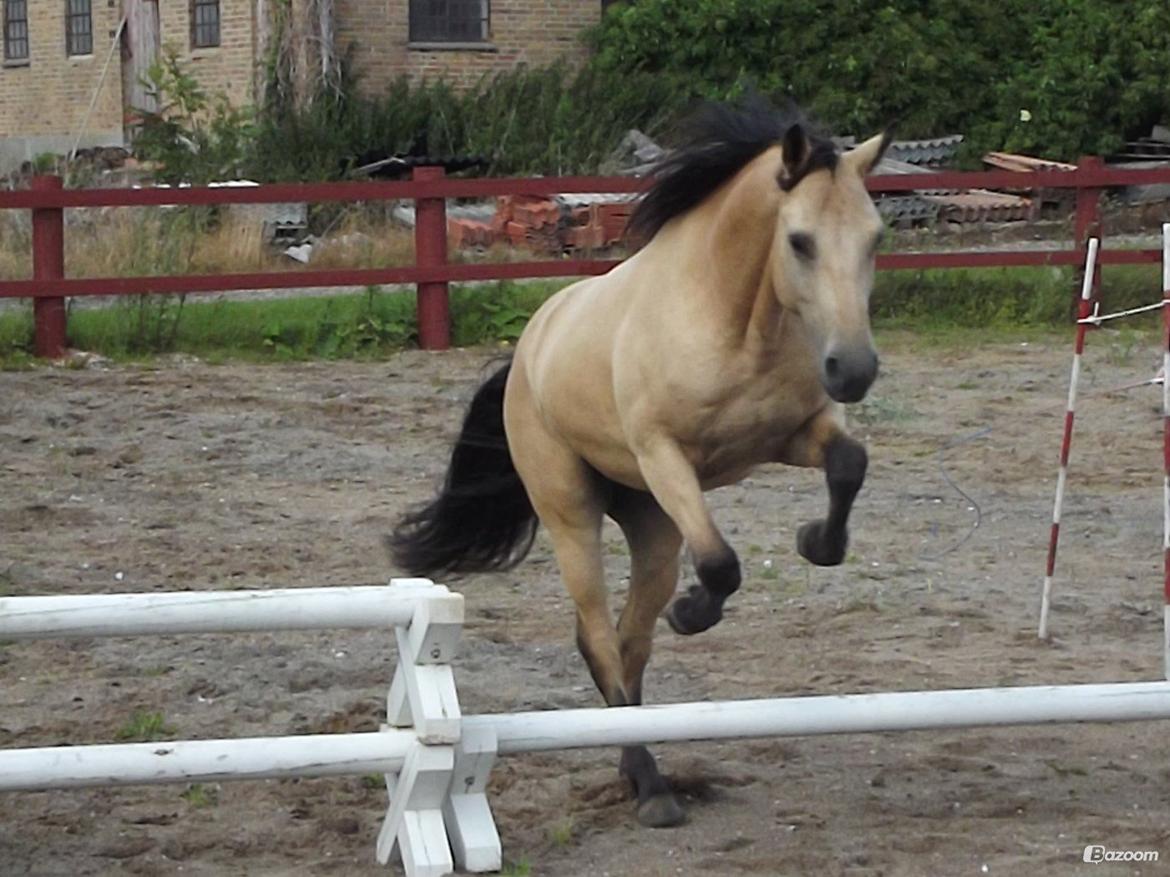 Anden særlig race - Homie - Et lille hop!
- Juli 2012 billede 17