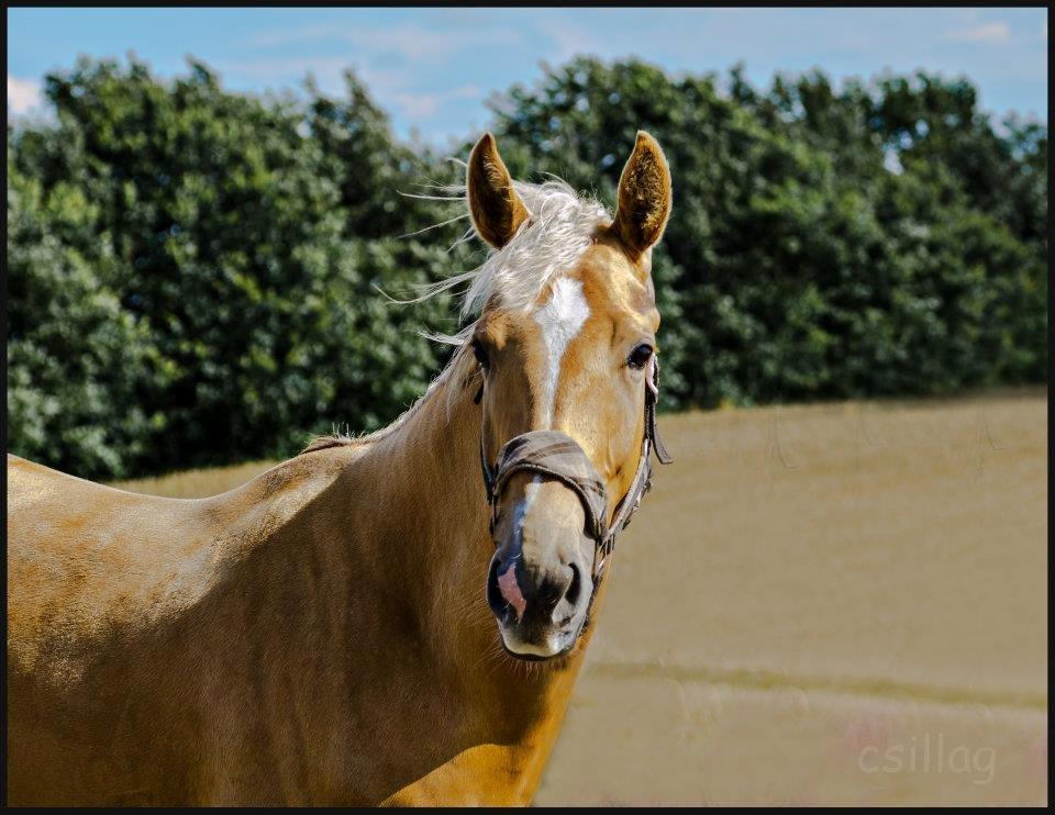 Palomino Kvistgaards Csillag - <3 billede 10