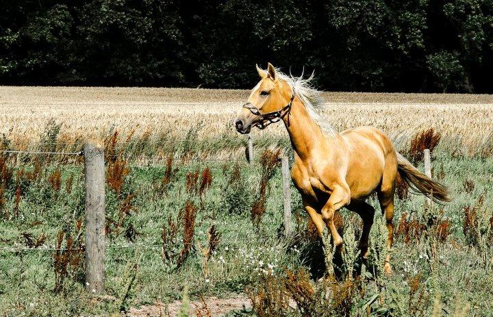Palomino Kvistgaards Csillag - Min guld klump <3 billede 11