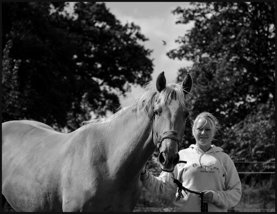 Palomino Kvistgaards Csillag - Ingen vil nogensinde kunne forstå det, men den kærlighed man kan føle når man er i nærheden af heste, er nok den bedste følelse man kan få <3 billede 12