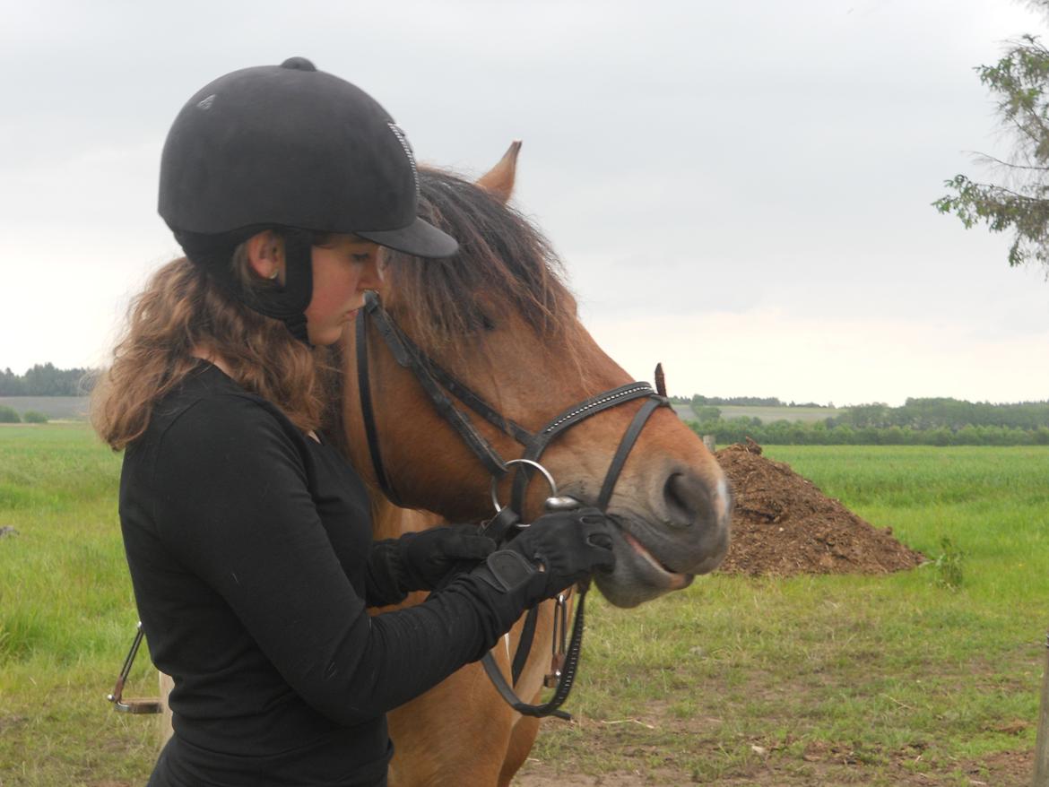 Anden særlig race Isabella billede 4