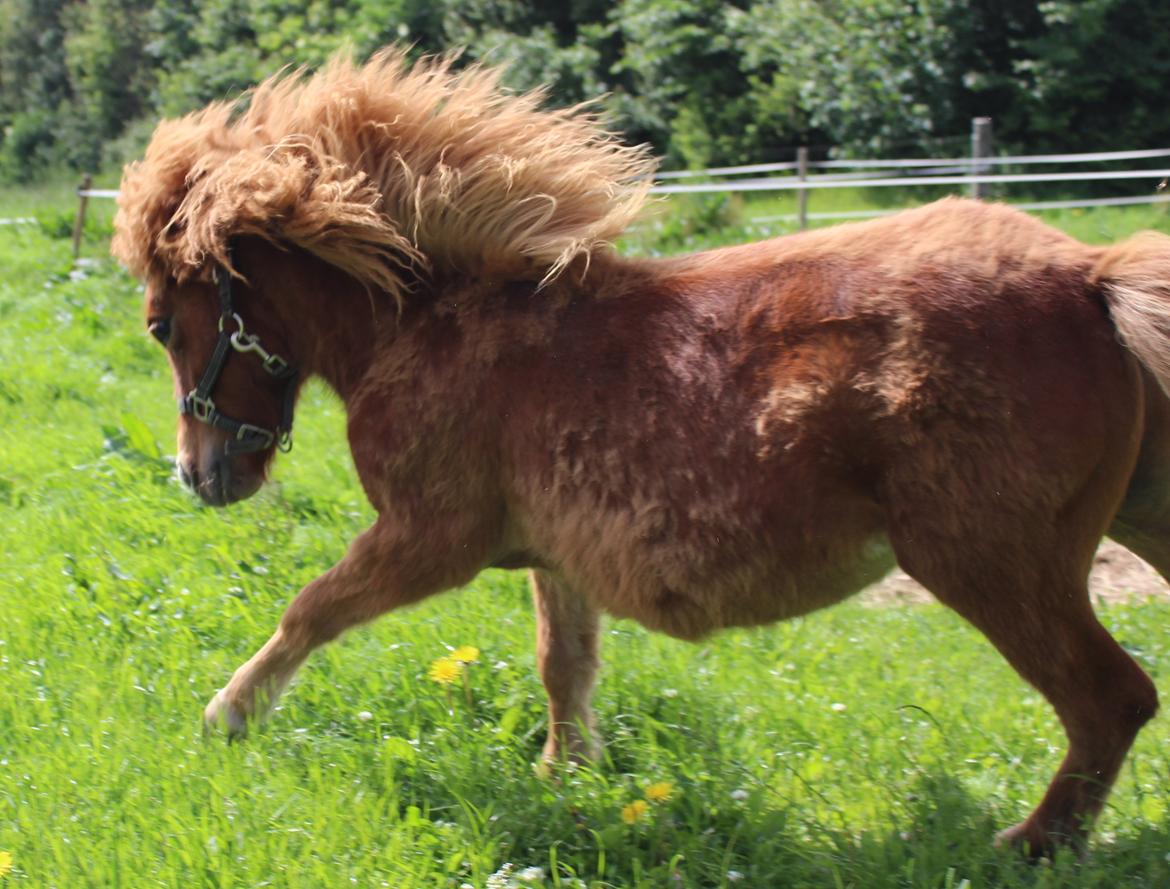 Shetlænder Rørsgaards Baltazar *Solgt* billede 5