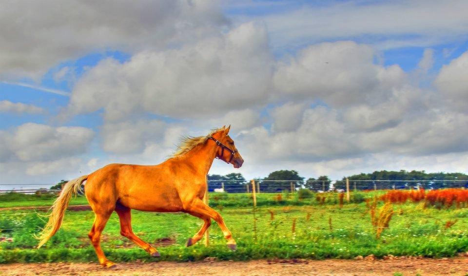 Palomino Kvistgaards Csillag - Smukke krikke dyr :-) billede 13