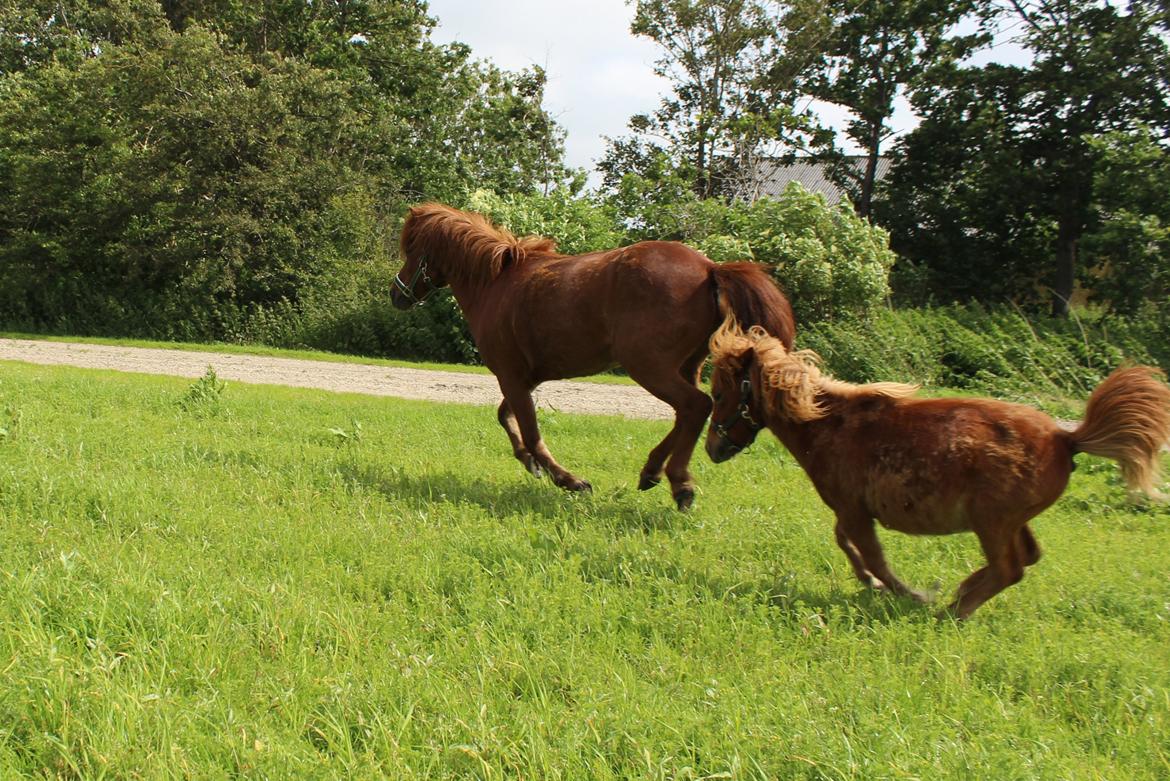 Shetlænder Rørsgaards Baltazar *Solgt* - Fuld fart med lege onkel Baldi billede 4