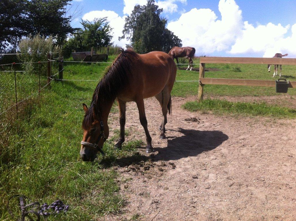 Pinto Araber Java - Den smukke! :* billede 17