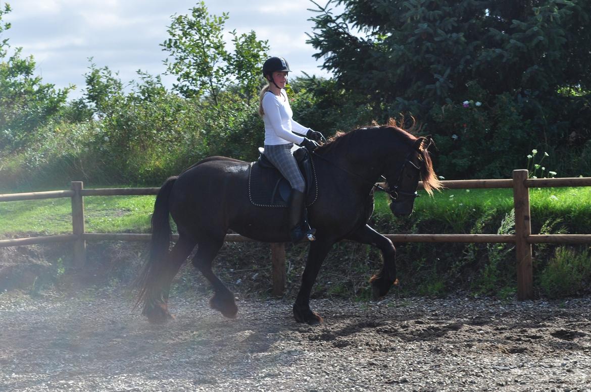 Frieser AKKE FAN DE SLACHTEDYK (Red og passede) - Dejlige knæløft :9 Dressurtræning d. 7. august 2012 billede 1