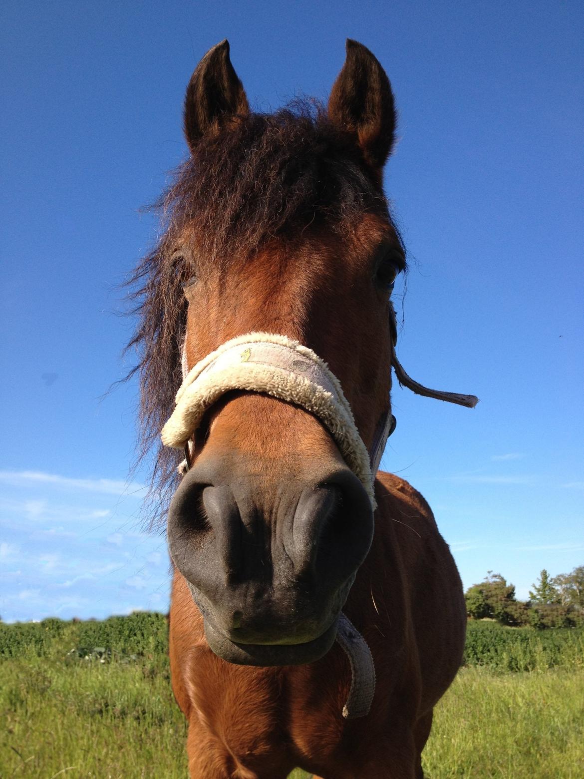 New Forest Tequila Sunrise - You make me smile <3 billede 6