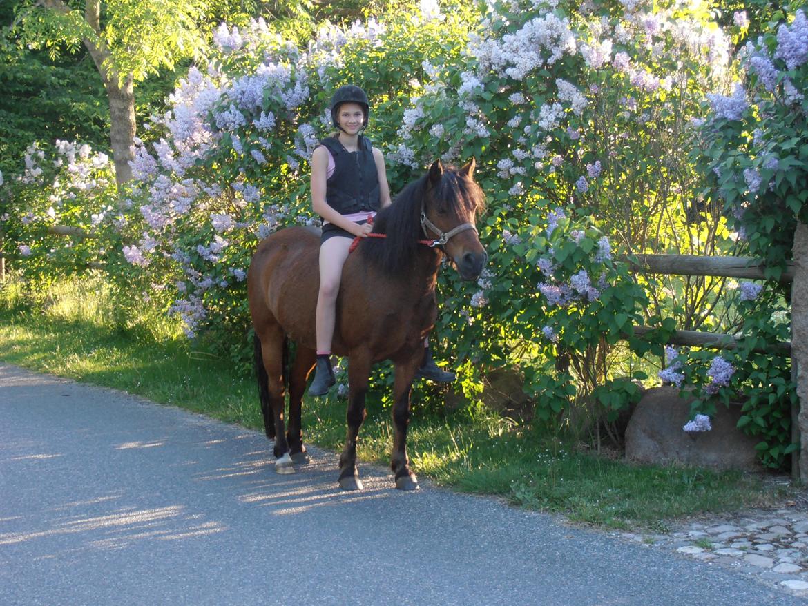 New Forest Tequila Sunrise - Nøøj hvor jeg glæder mig til det bliver sommer igen!:-)

Første gang vi rider bidløs på tur :-) billede 1