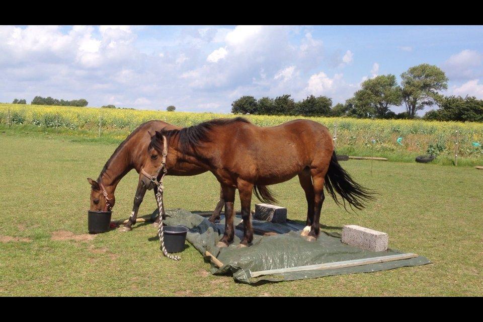 New Forest Tequila Sunrise - Vi øver lidt "presenning." :-) billede 12