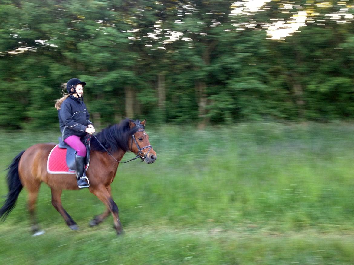 New Forest Tequila Sunrise billede 17