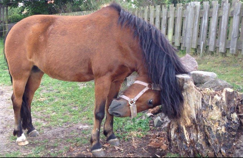 New Forest Tequila Sunrise - ;-) billede 13