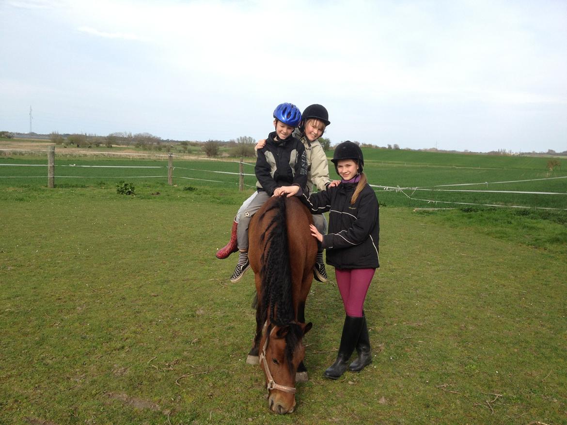 New Forest Tequila Sunrise - En af de første dage som hesteejer af Tequila - her med to af mine søskende :-) billede 18