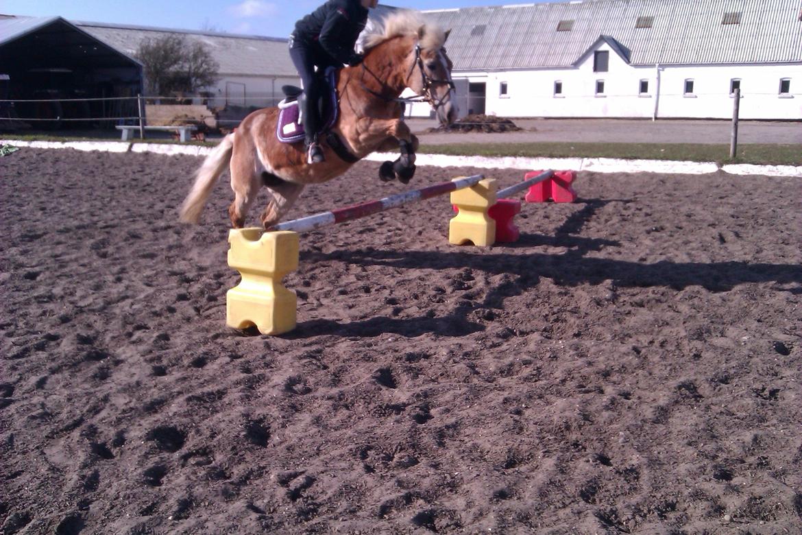 Haflinger Linette - 20) Springtræning forår 2012 - hun er super sej! ♥♥ - I nat sendte jeg en engel til at passe på dig mens du sov, men englen kom hurtigt tilbage. Den så ind i mine øjne og sagde, engle vogter ikke over andre engle. billede 6