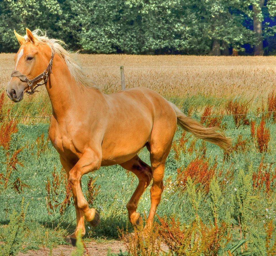 Palomino Kvistgaards Csillag billede 14