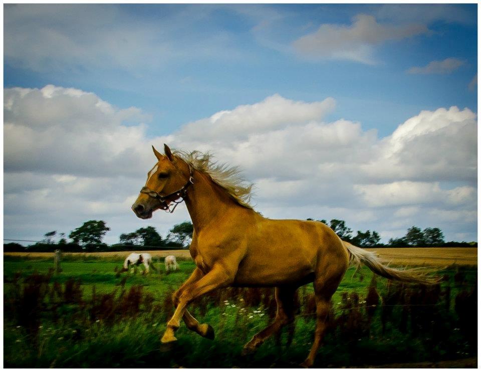 Palomino Kvistgaards Csillag billede 15