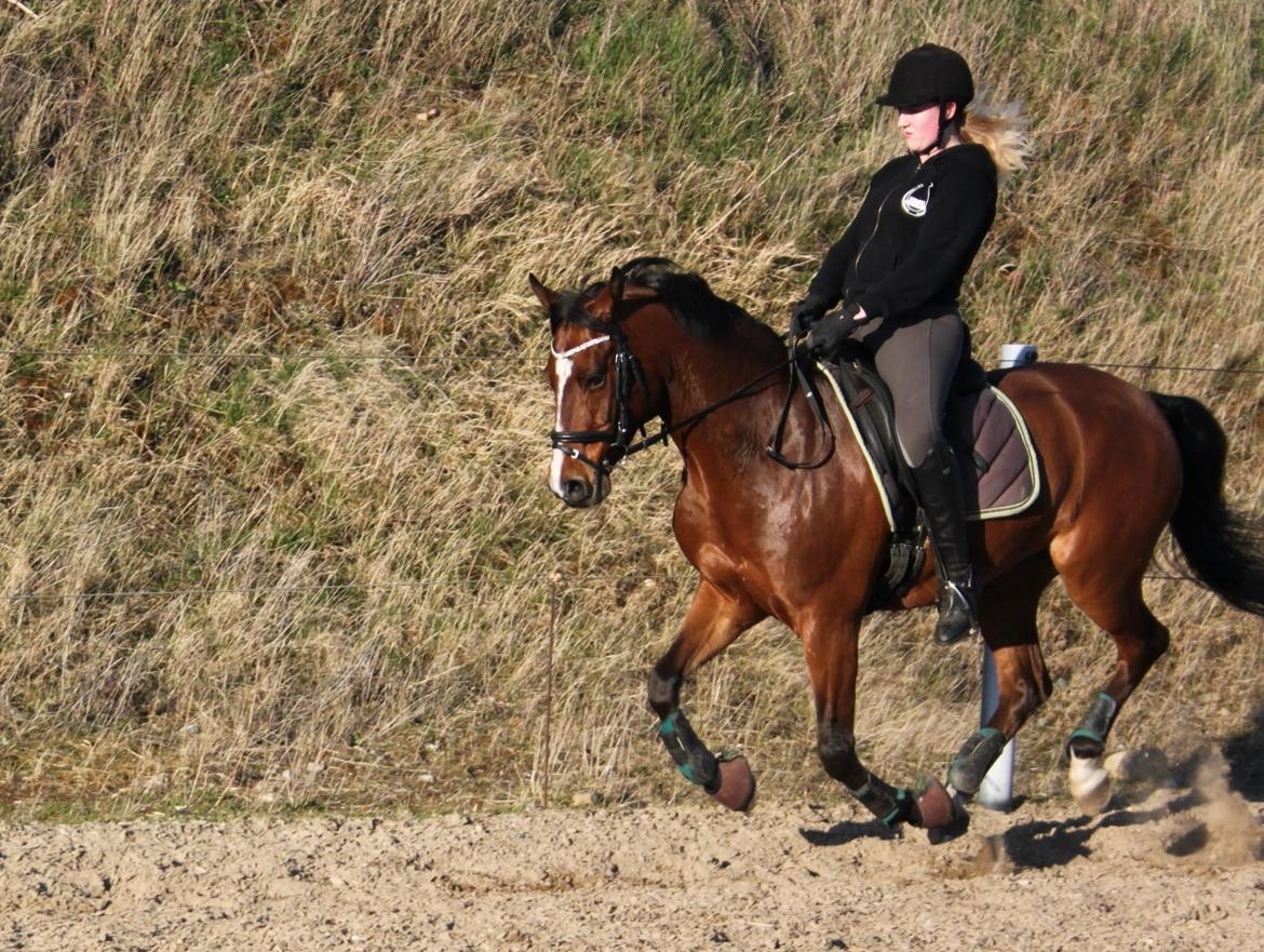 DSP Fontaine billede 15