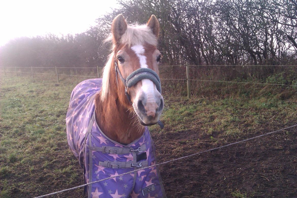 Haflinger Linette - Den smukke på fold 2011 :-) Foto: Mig - Det er stjerneklart, du er en stjerne for mig!♥ billede 8