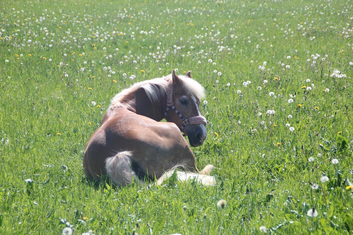 Haflinger Linette - Hun hygger sig lidt på folden :-) Du er det bedste jeg har!!♥♥ Foto: CFJ billede 5