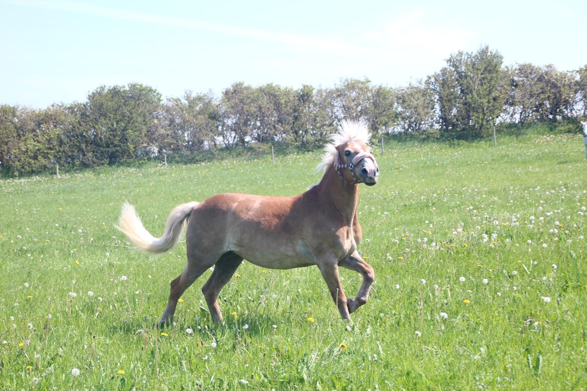 Haflinger Linette - ''Pas hellere påååå, jeg er en faaarlig viiiildhest'' :-D Pinsestævnet 2012 - Foto: CFJ billede 11