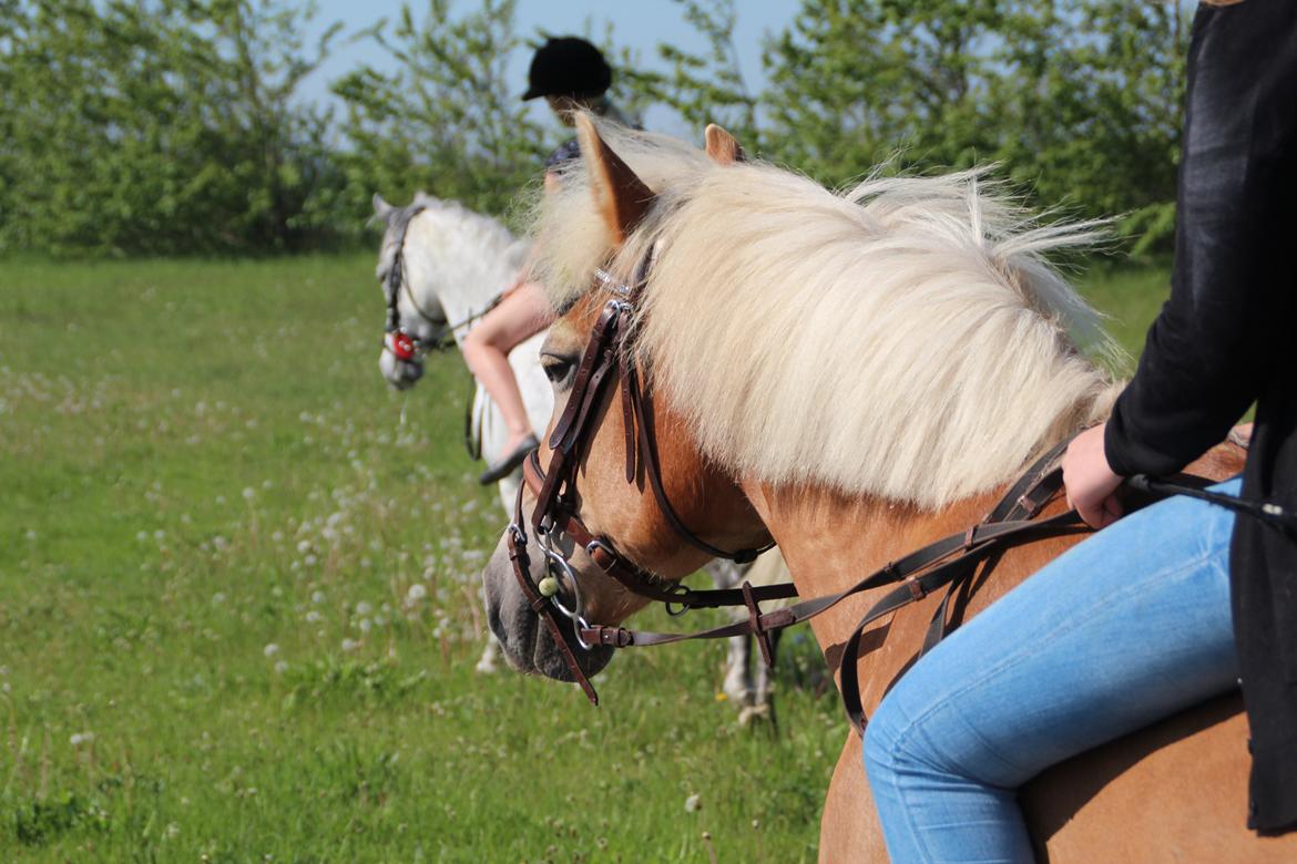 Haflinger Linette - Lidt genoptræning, pinse 2012, her på tur m. Sille og Stjerne :-) Foto: CFJ - Jeg har lært at 1 døgn er 24 timer, 1 time er 60 min, 1 minut er 60 sek, men ingen fortalte mig at hvert sekundt uden dig er en evighed!♥
  billede 15