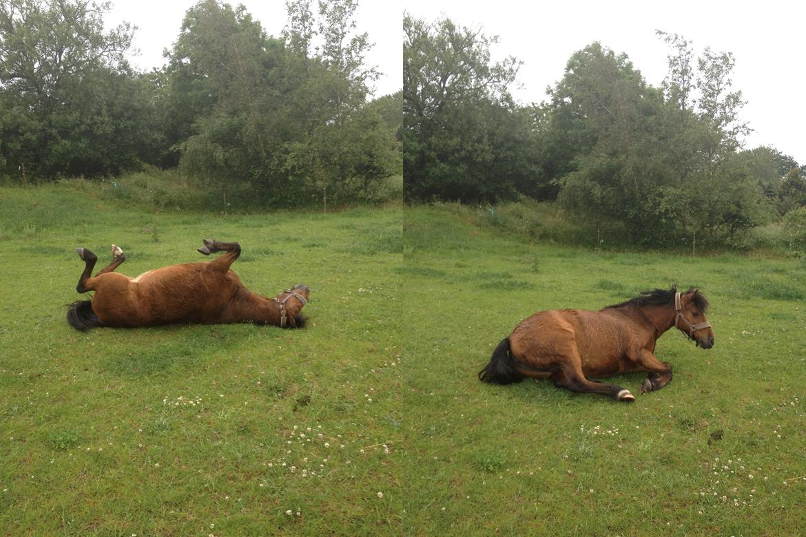 New Forest Tequila Sunrise - Ned og rulle  ;-) billede 16