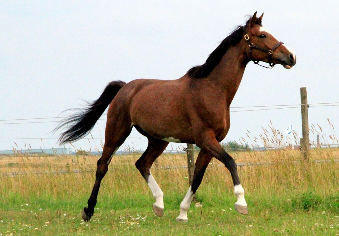 Trakehner Philippa - Foto: Stella M. Kristensen billede 6