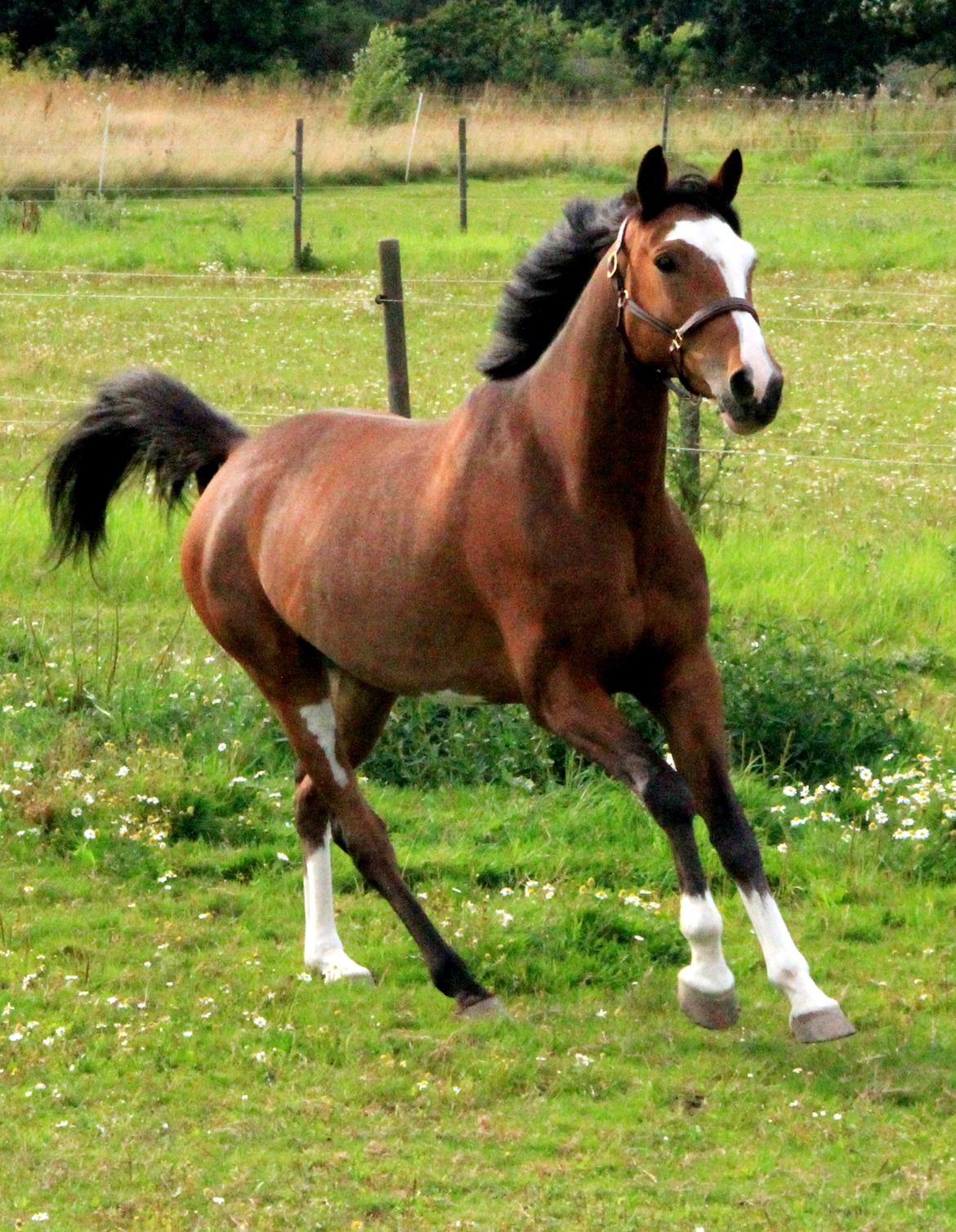 Trakehner Philippa - Foto: Stella M. Kristensen billede 16