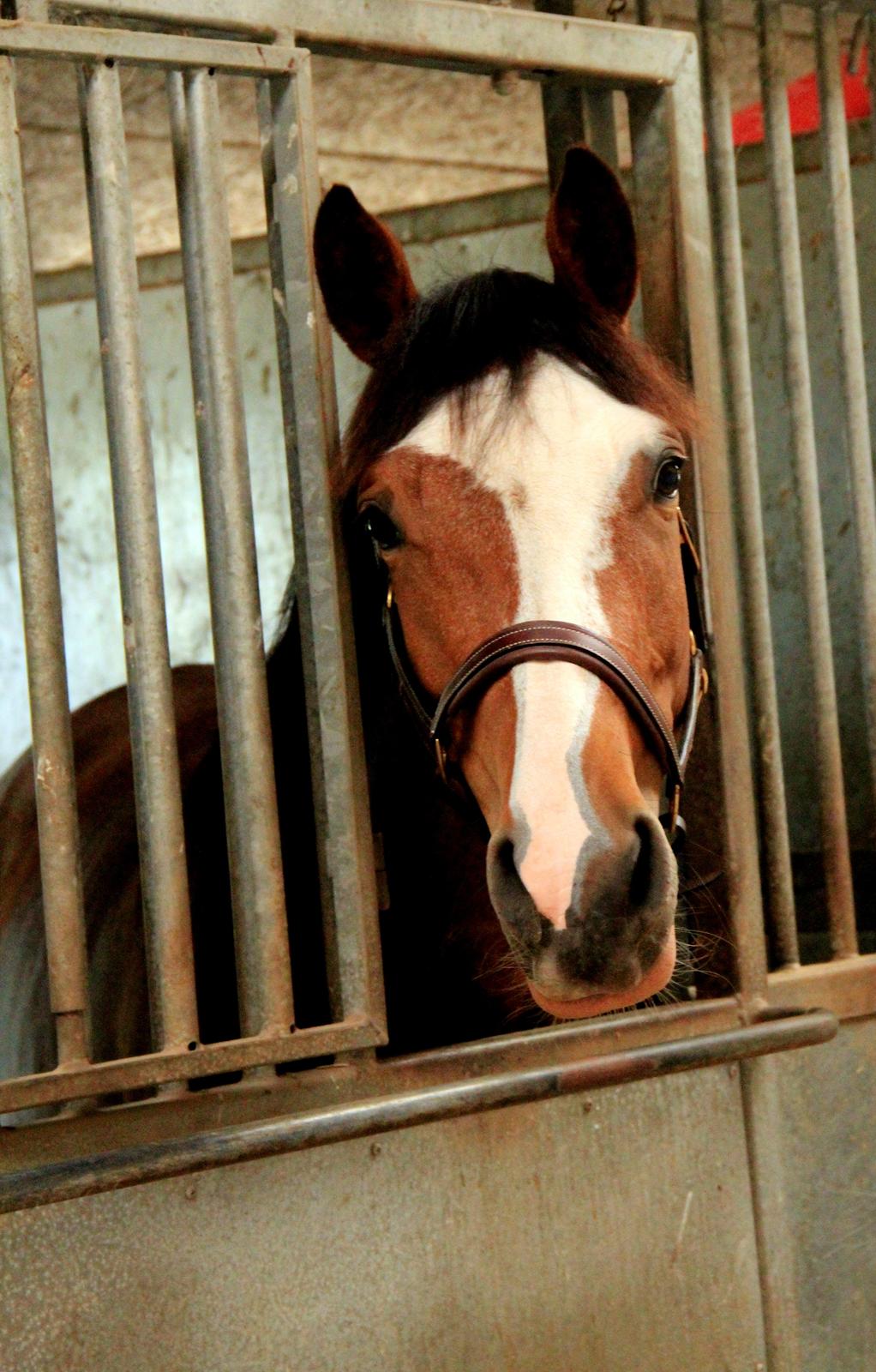 Trakehner Philippa - Foto: Stella M. Kristensen billede 7