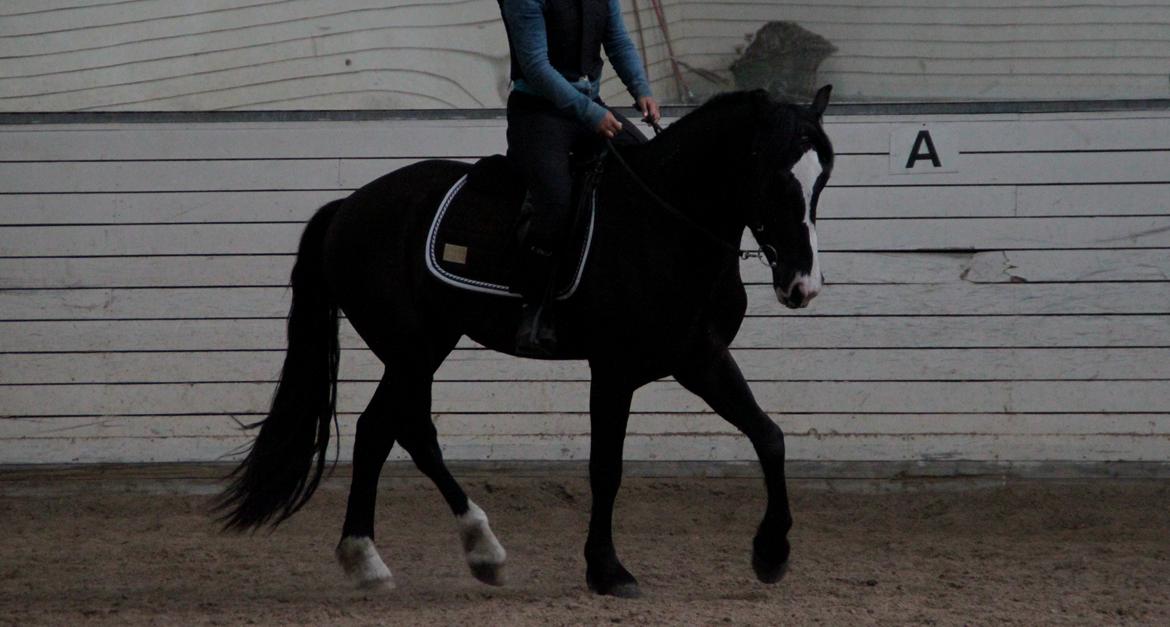 Koldblodstraver Don Diego de La Vega (Troll Eskil) - cutiepie billede 15